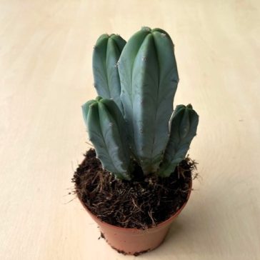 Myrtillocactus geometrizans - Blue Candle Cactus