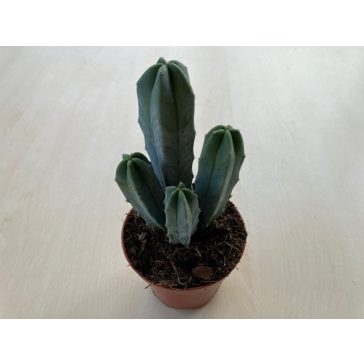 Myrtillocactus geometrizans - Blue Candle Cactus