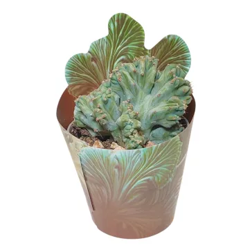 Myrtillocactus geometrizans cristata