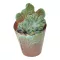 Myrtillocactus geometrizans cristata
