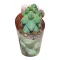 Myrtillocactus geometrizans 'Fukurokuryuzinboku'