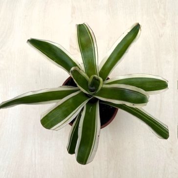 Neoregelia carolinae