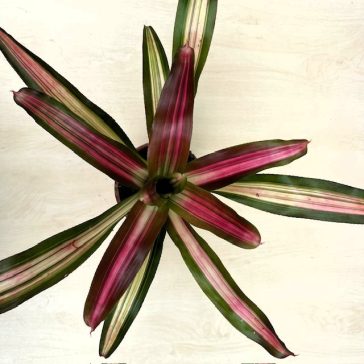 Neoregelia carolinae