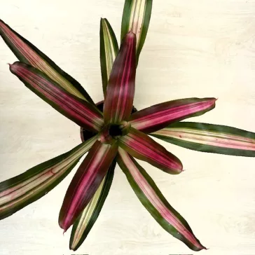 Neoregelia carolinae