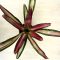 Neoregelia carolinae