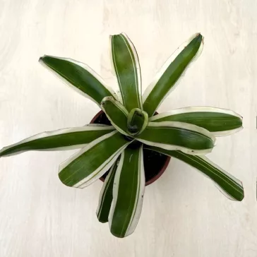 Neoregelia carolinae