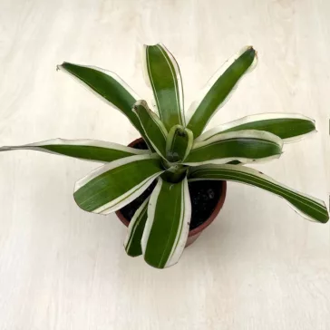 Neoregelia carolinae
