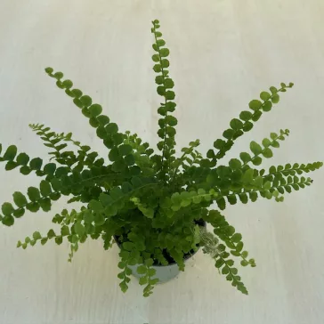 Nephrolepis cordifolia 'Duffii' Small