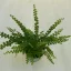 Nephrolepis cordifolia 'Duffii' Small