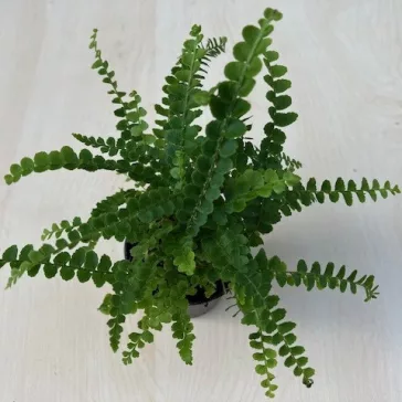 Nephrolepis cordifolia 'Duffii' Small