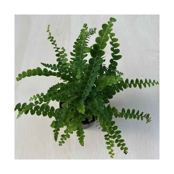 Nephrolepis cordifolia 'Duffii' Small