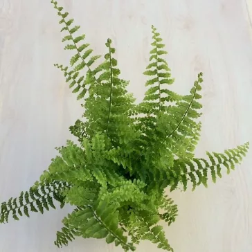 Szobapáfrány - Nephrolepis exaltata