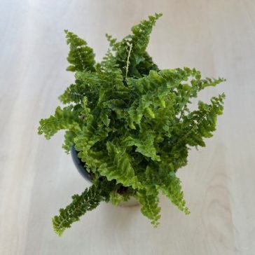Nephrolepis exaltata ‘Fluffy Ruffles’ - Boston fern