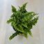 Nephrolepis exaltata ‘Fluffy Ruffles’ - Boston fern