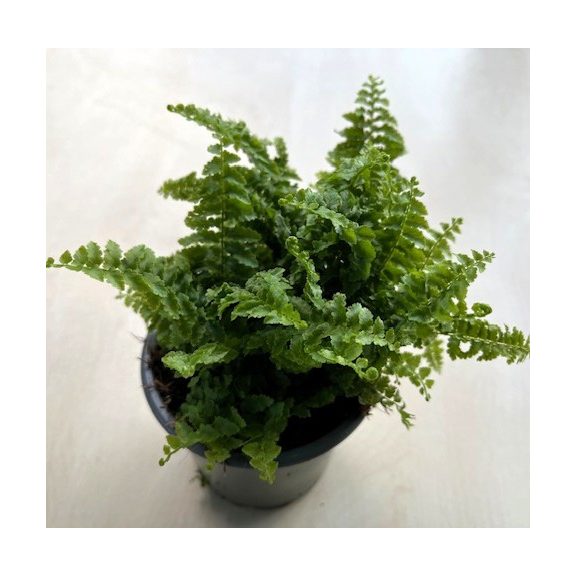 Nephrolepis exaltata ‘Fluffy Ruffles’ - Boston fern