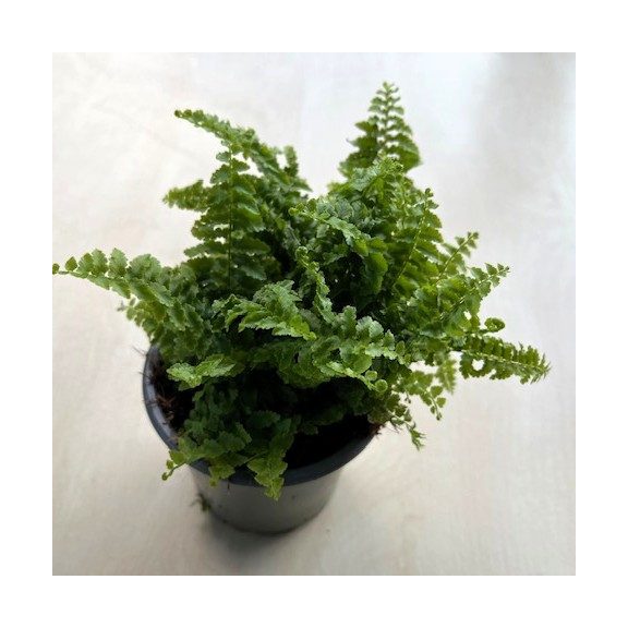 Nephrolepis exaltata ‘Fluffy Ruffles’ - Boston fern