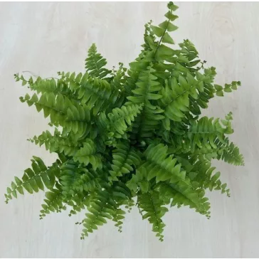 Nephrolepis exaltata 'Green Moment'