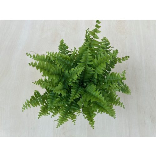 Nephrolepis exaltata 'Green Moment'