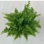 Nephrolepis exaltata 'Green Moment'