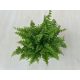 Nephrolepis exaltata 'Green Moment'