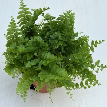 Nephrolepis exaltata 'Green fantasy'