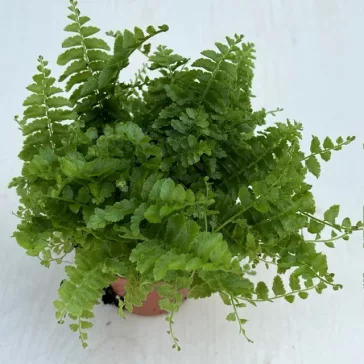 Nephrolepis exaltata 'Green fantasy'