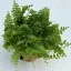 Nephrolepis exaltata 'Green fantasy'