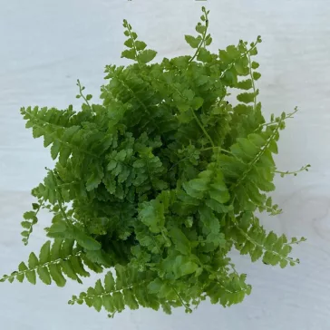 Nephrolepis exaltata 'Green fantasy'