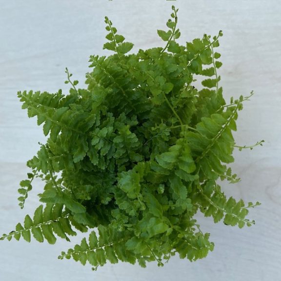 Nephrolepis exaltata 'Green fantasy'