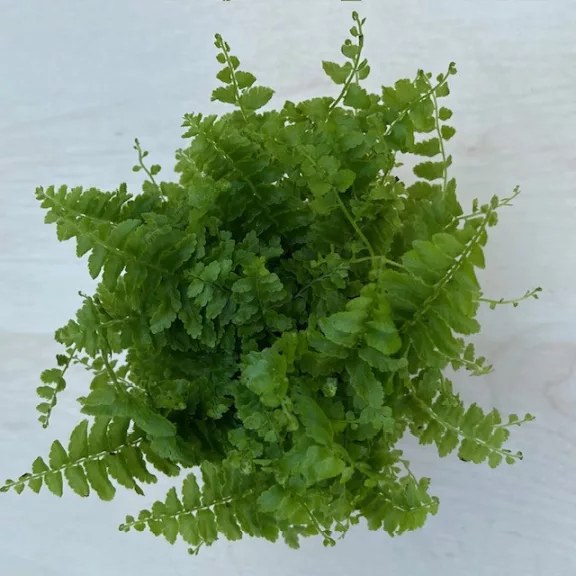 Nephrolepis exaltata 'Green fantasy'