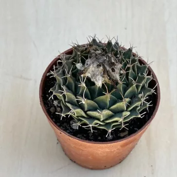 Obregonia denegrii