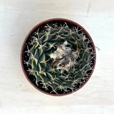 Obregonia denegrii