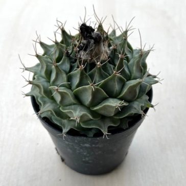Obregonia denegrii
