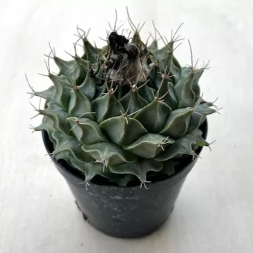 Obregonia denegrii