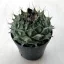 Obregonia denegrii