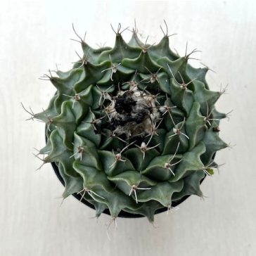Obregonia denegrii