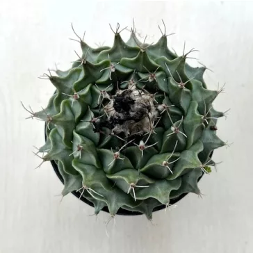 Obregonia denegrii
