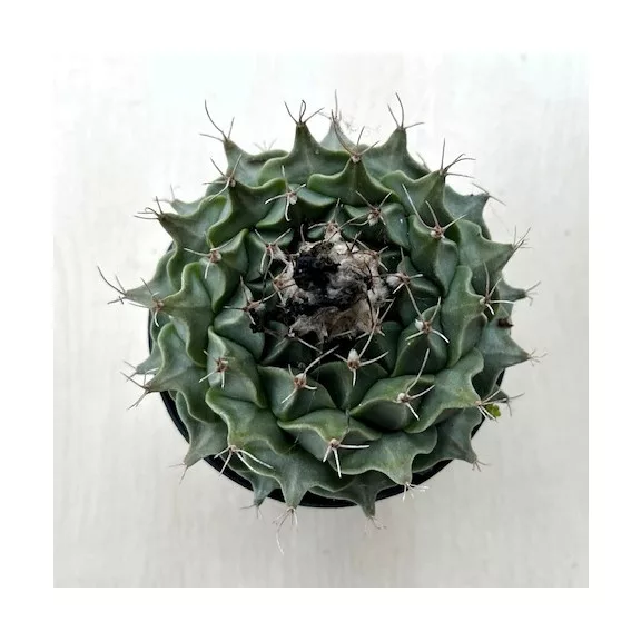 Obregonia denegrii