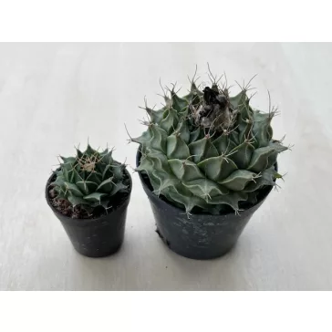 Obregonia denegrii