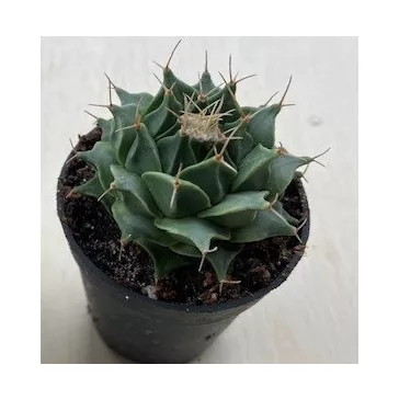 Obregonia denegrii
