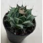 Obregonia denegrii