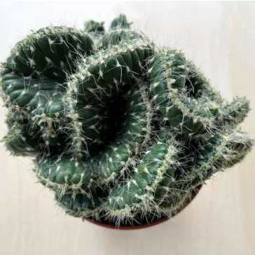 Opuntia cylindrica cristata - Emerald Idol Cactus