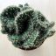 Opuntia cylindrica cristata - Emerald Idol Cactus