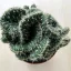 Opuntia cylindrica cristata - Emerald Idol Cactus