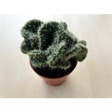 Opuntia cylindrica cristata - Emerald Idol Cactus