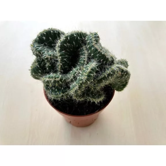 Opuntia cylindrica cristata - Emerald Idol Cactus