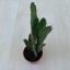Opuntia monacantha
