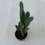 Opuntia monacantha