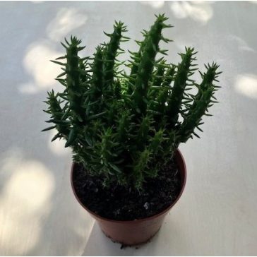 Opuntia subulata - Eve's pin