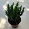 Opuntia subulata - Eve's pin